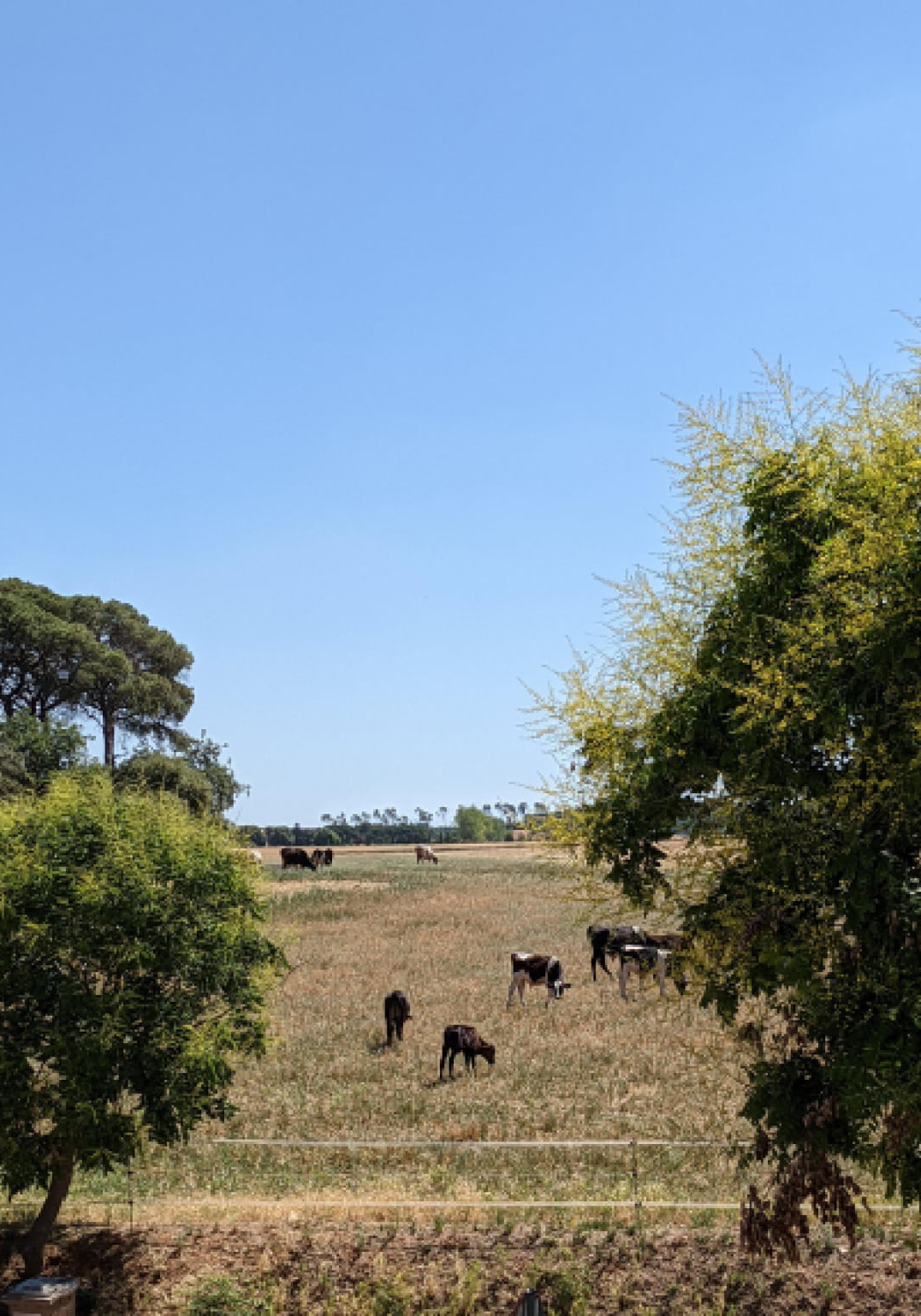 review las vacas